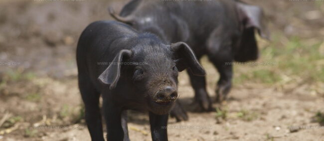 Morava Pig