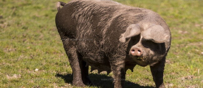 Carne De Bisaro Transmontano