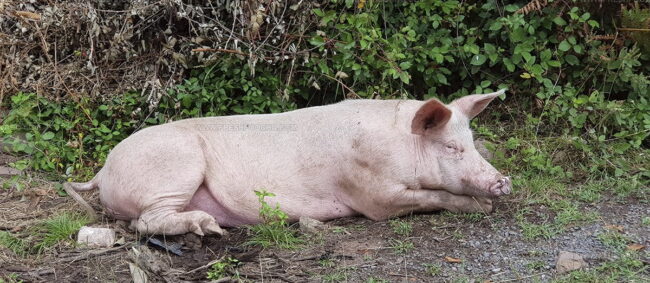 Porc De Franche-Comte