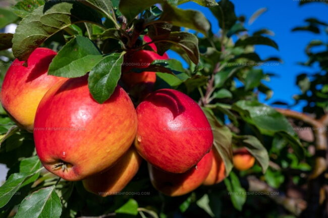 Why Does Texture Matter When Choosing A Braeburn Apple Alternative?