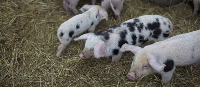 Porc De Normandie