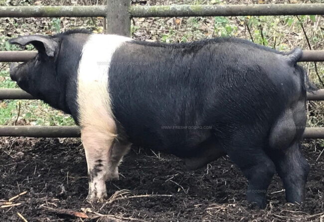 Bazna Pig