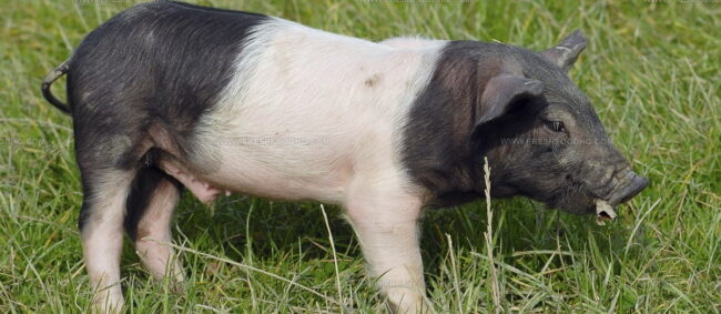 Porc Du Limousin