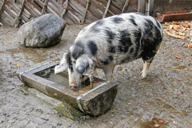 Turopolje Pig (Turopoljska Svinja)