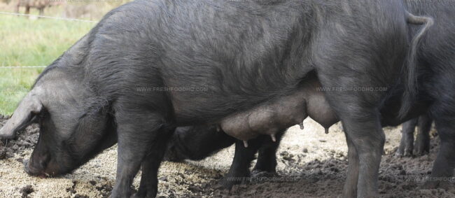 Porc Noir De Bigorre