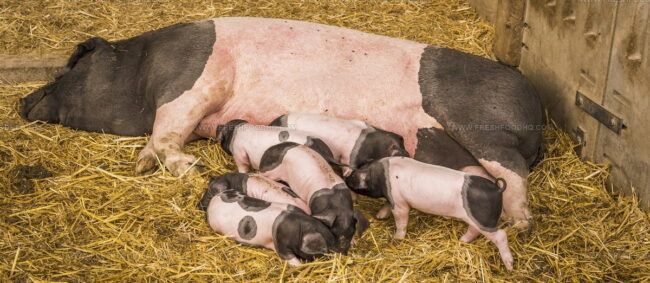 Schwabisch-Hallisches Qualitatsschweinefleisch