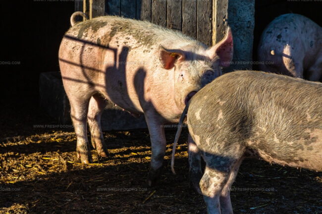 Porc D'Auvergne