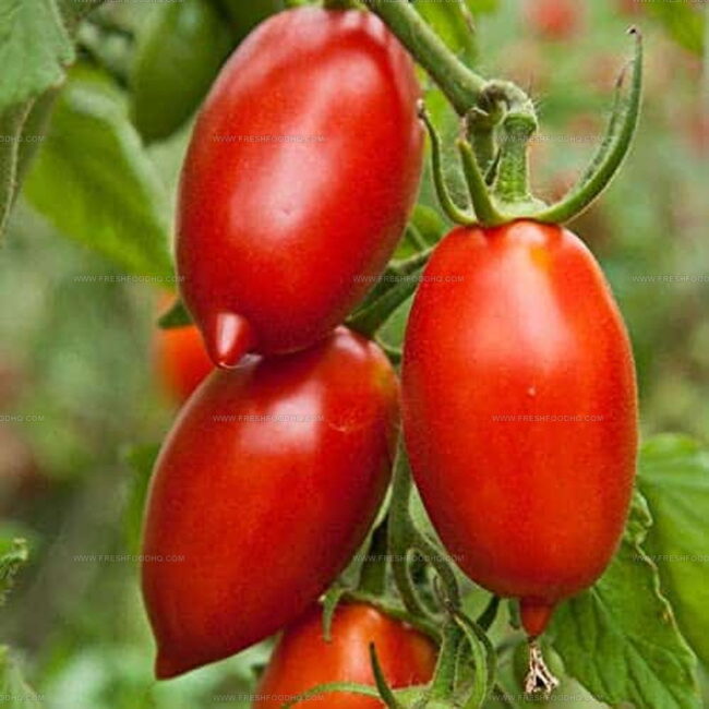 Amish Tomato