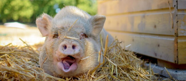 Porc De La Sarthe