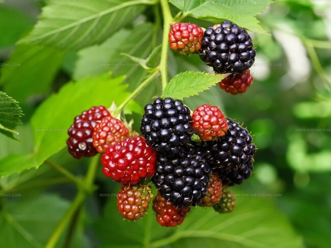 Blackberries Overviwe That Every Berry Lover Should Know