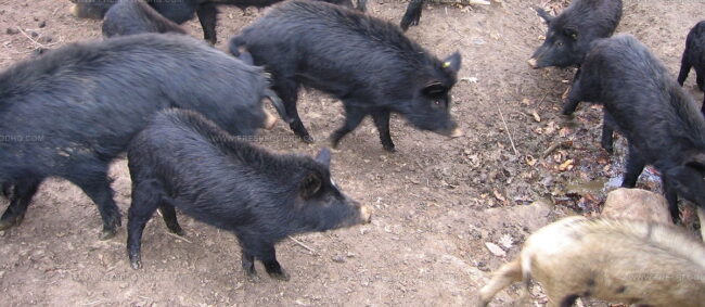 East Balkan Swine