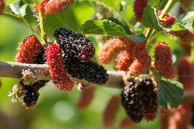 Blackberries & Mulberries: Similarities