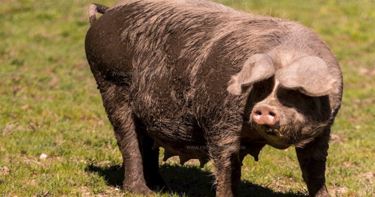 23 Iconic European Pork Dishes That Define True Flavor