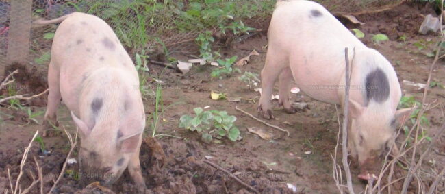 Porc Du Sud-Ouest