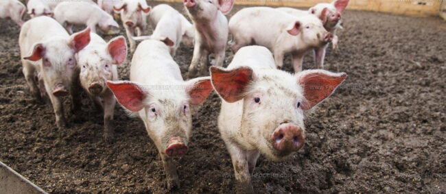 Porc De Vendee