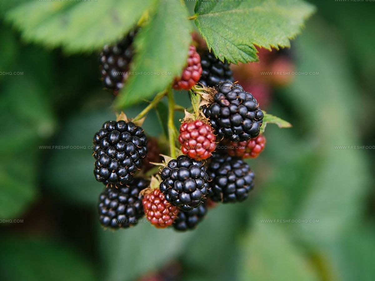 Blackberry or Mulberry: Which Berry Reigns Supreme?