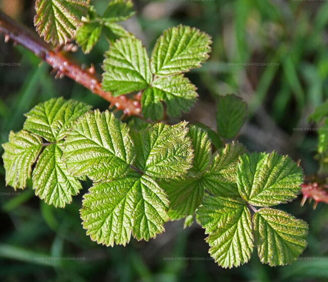 Leaves